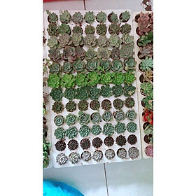 Mua 84 Cây Sen Đá Nhỏ