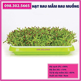 Bộ 10 gói Hạt rau mầm rau muống - gói 50g - Trồng rau mầm hữu cơ, rau mầm sạch tại nhà