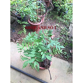 Mua Vòng cây hoa TỬ ĐẰNG hoa tím lớn xanh mướt