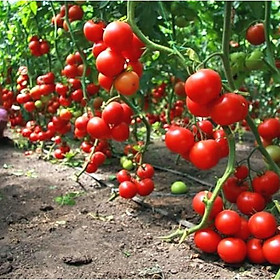 Mua Hạt giống Cà chua chuỗi ngọc F1 - Nảy mầm cao Titapha