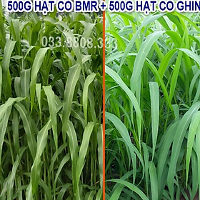 BỘ HẠT GIỐNG CỎ CHĂN NUÔI NĂNG SUẤT CAO GỒM SUDAN SUPER BMR 500G VÀ MOMBASA GHINE 500G