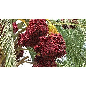 CÂY GIỐNG CHÀ LÀ KHENAIZY TRUNG ĐÔNG QUẢ ĐỎ- GIỐNG NHẬP KHẨU