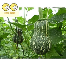 Mua Hạt Giống Bí Đỏ Hạt Đậu Lai F1 Rado 35 Năng Suất Cao Trọng lượng trái 1 2 -1 5 kg  đặc ruột  dẻo  ngọt 65 – 70 ngày