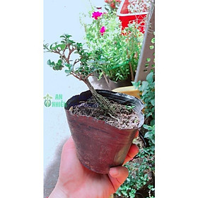 Sam Hương Bonsai Dáng Xiêu