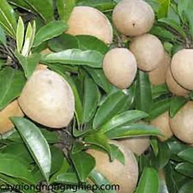CÂY GIỐNG HỒNG XIÊM XOÀI QUẢ TO NHIỆT ĐỚI SIÊU NGON SIÊU QUẢ- CAM KÊT GIỐNG CHUẨN F1