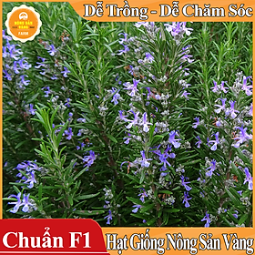 Hạt giống Cây Hương Thảo ( Gói 15 Hạt ) - Nông Sản Vàng