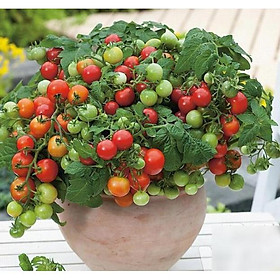 Mua 30 hạt cà chua bi lùn đỏ siêu quả - Cà chua Cherry