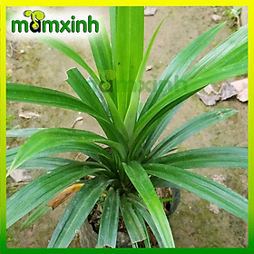 CÂY GIỐNG LÁ DỨA, CÂY GIỐNG NẾP THƠM