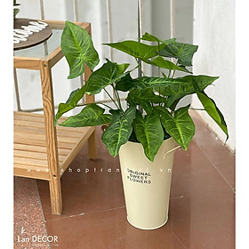 CHẬU CÂY LÁ MÔN HỒNG TRANG TRÍ NHÀ ĐẸP - CC592