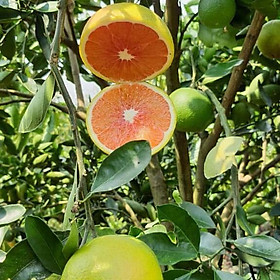 CÂY GIỐNG CAM CARA RUỘT ĐỎ KHÔNG HẠT