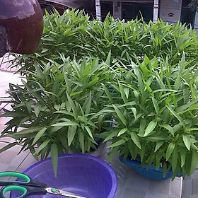03 Gói Hạt Giống Rau Muống Tre - Nảy Mầm Cực Chuẩn
