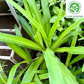 Mua Cây hoàng cung trinh nữ - Cây dược liệu cao 40 cm (Ảnh thật).