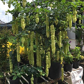 Mua Cây Huyền trân công chúa