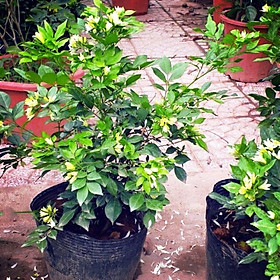 Mua cây nguyệt quế ra hoa quanh năm cao 50-60 cm