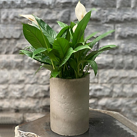 Chậu Cây Lan Ý