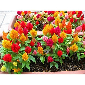 Hạt giống MÀO GÀ LỬA nhiều màu, dễ trồng
