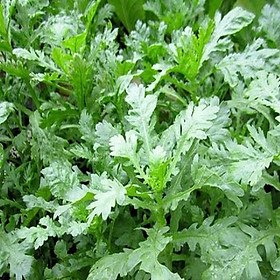 Mua Gói 20gram Hạt giống Rau Tần Ô - Rau Cúc Tẻ - Hạt giống rau củ quả