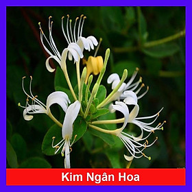 Cây Kim Ngân Hoa ( hoa chuyển màu , thân leo có hương thơm)