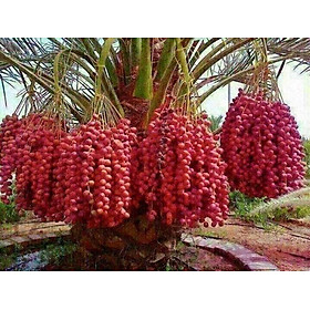 Mua Cây giống Chà Là ăn trái TRUNG ĐÔNG QUẢ ĐỎ ( Cây ĐANG RA LÁ THẬT NHƯ HÌNH  .