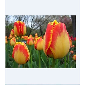 Bộ 5 củ giống hoa tulip hoa màu vàng viền cam