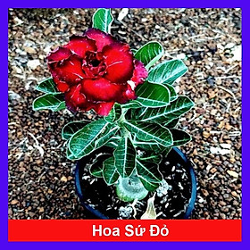 Mua Cây Sứ Thái Kép Hoa Đỏ - cây cảnh trong nhà + tặng phân bón cho cây
