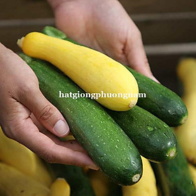 Mua 10H- HẠT GIỐNG BÍ NGÒI