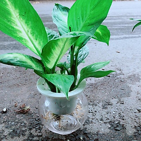 Mua Chậu cây Vạn Niên Thanh Thuỷ Sinh