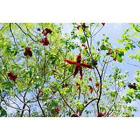 Mua CÂY SANG (CÂY SANG GIÀU) Cây ĐẸP TỪ TÊN ĐẾN HÌNH DÁNG ĐẾN Ý NGHĨA