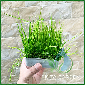 Ngưu mao chiên cao - Cây thủy sinh trải nền - khay 1 tấc