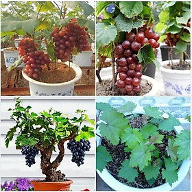 Mua Hạt giống nho lùn pháp ( nho bonsai ) 10 hạt/gói (kèm 3 viên nén kích ươm hạt )