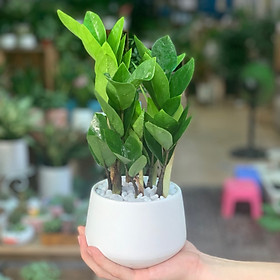 Cây Kim Tiền để bàn