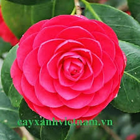 Combo 5 bầu cây hoa trà my đỏ cổ-cây giống nguyên bầu