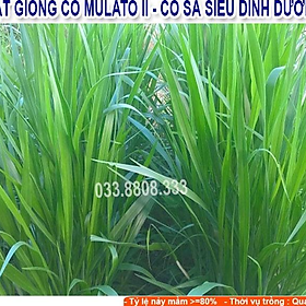 Mua Hạt giống cỏ Mulato II - Cỏ Sả Dinh Dưỡng (gói 200g)