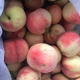 Mua Cây giống đào tiên  giống đào 2 năm cho quả  cây cao 40cm