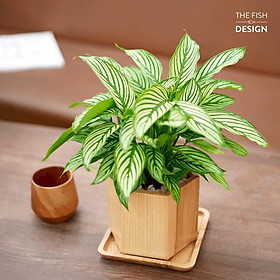 Mua Đuôi công xanh sọc trắng |THE FISH DESIGN Size L (cây trong nhà  cây văn phòng  thanh lọc không khí  phong thuỷ ....)