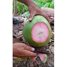 cây giống Dừa Xiêm xanh ruột hồng siêu trái