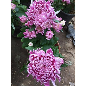 Mua Cúc Đại đoá các màu