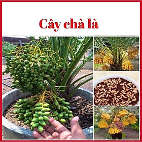 Mua Cây chà là cấy mô trồng làm cảnh và ăn quả( ảnh thật hình cuối)