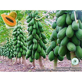 Mua 5h Hạt Giống Đu Đủ Lùn Ruột Vàng (B3.303| A4*X34)