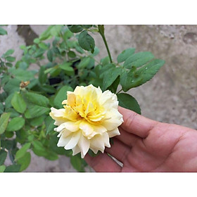 Hoa hồng vàng Molineux, hồng ngoại, hồng bụi, thân gỗ, nguyên bản