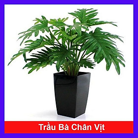 Mua Cây trầu bà chân vịt - Cây cảnh để trong nhà + tặng phân bón cho cây