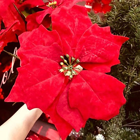Mua Hoa trạng nguyên - Phụ kiện trang trí noel - Đủ size lựa chọn
