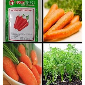 Hạt giống cà rốt chịu nhiệt Nhật F1 - 1gr/gói