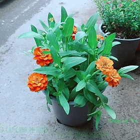 Mua Hoa Cúc Duyên ( cúc ngũ sắc)