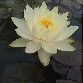 Mua Cây hoa Súng Thái sắp cho hoa