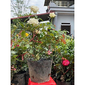 HOA HỒNG XANH SẴN HOA VÀ NỤ