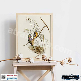 Tranh Canvas minh họa loài chim Euphema phong cách cổ điển - B014