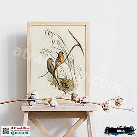 Mua Tranh Canvas minh họa loài chim Euphema phong cách cổ điển - B014