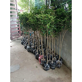 Mua Cây mộc hương ta cao 1m2 thoát thân 80cm (Ảnh thật)