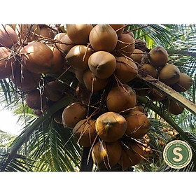 Cây Giống Dừa Mã Lai cho trái sau 2.5 năm trồng